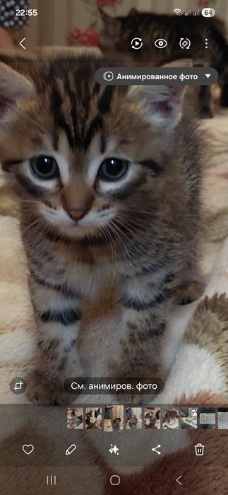 Отдам в добрые руки котят