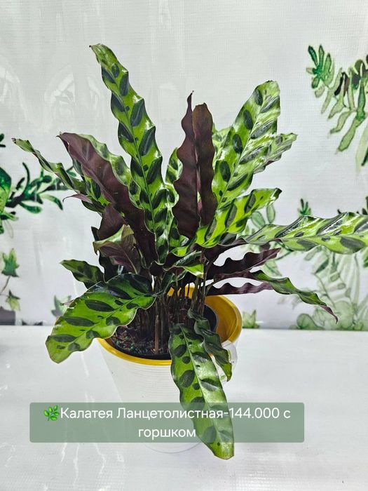 Калатеи разных видов.