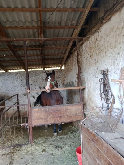 Лошади. Лошади лошади