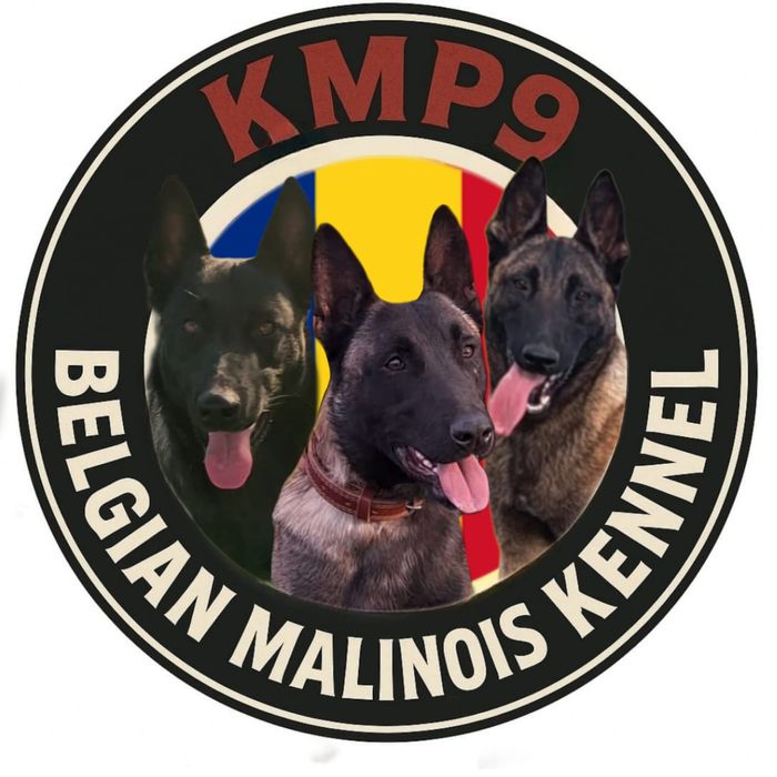 Ciobănesc Belgian Malinois