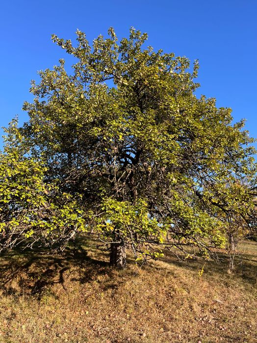 Livada 1 ha - zona de vis aproape de intravilan
