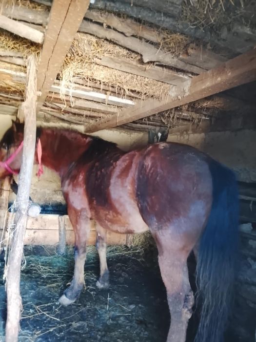 Vând cal castrat 4 ani