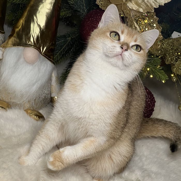 Продается девочка NY12