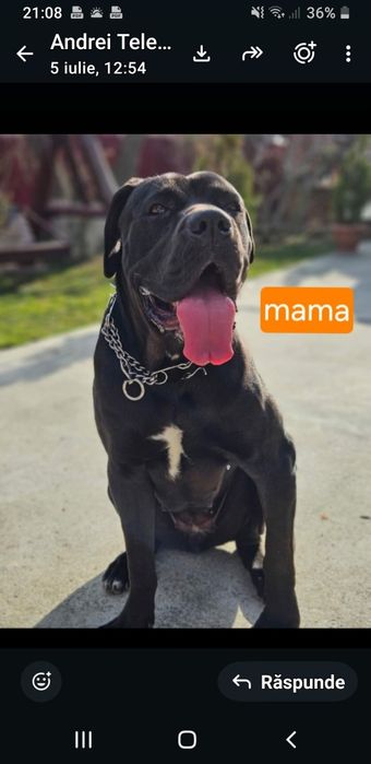 Cățeluși Cane Corso