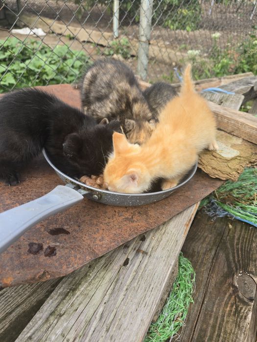 Подаряват се малки котета