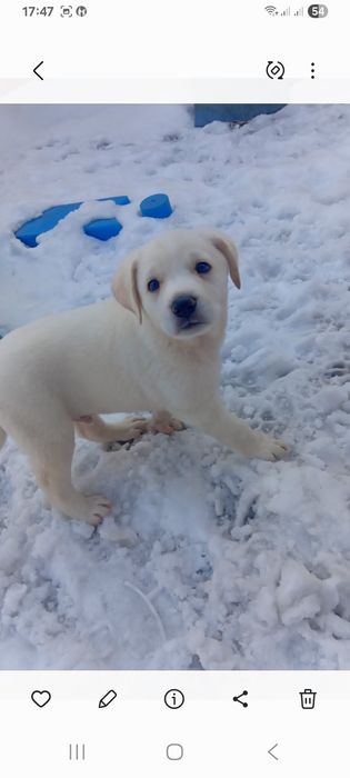 Срочно малыш ищет дом.