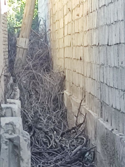 Утин тароша бу тахта ва калама