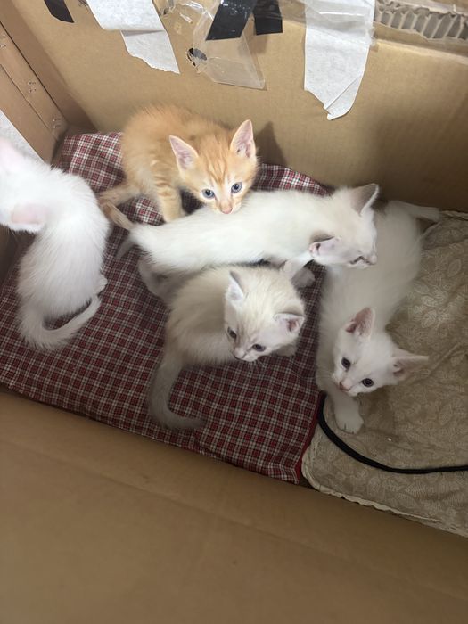 Отлам котят в добрые пуки