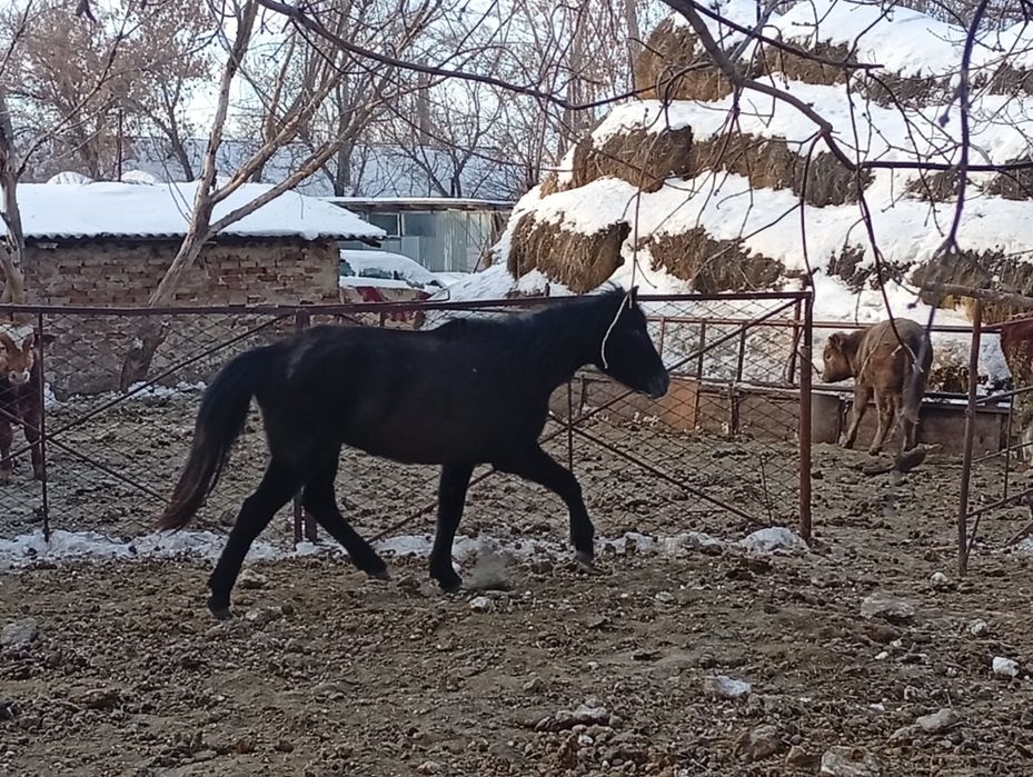 Продам молодых кобылок