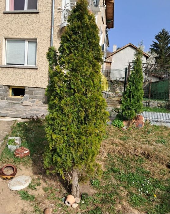 3 -метрова туя - 25€