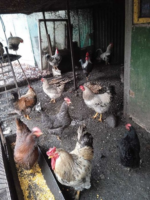 Продам петухов срочно!