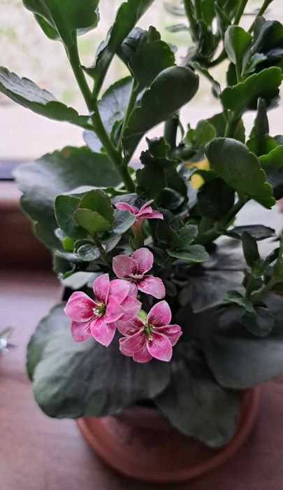 Каланхой цветут как на фото