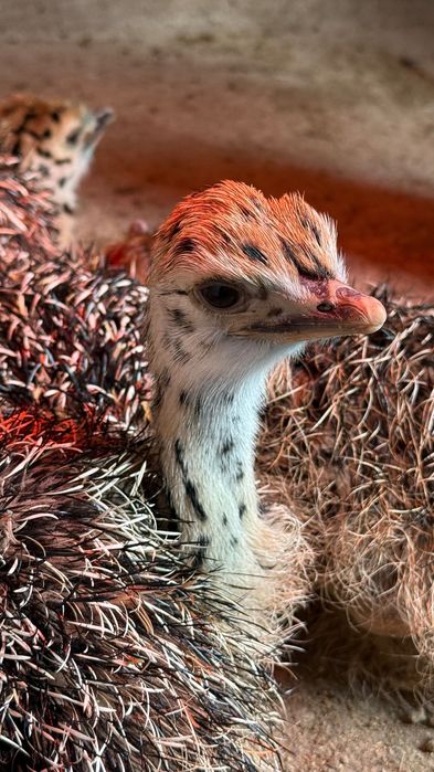 Pui de struț o lună, linie genetică bună.