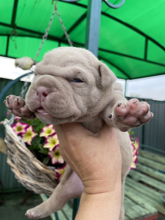 Шикарные детки булли американский