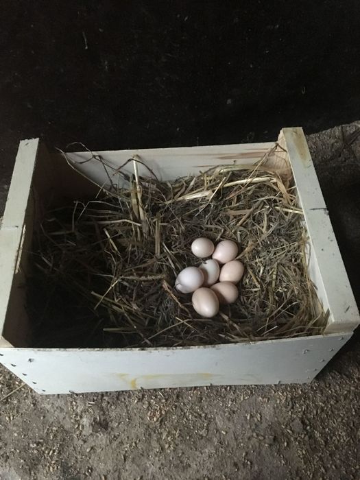 Oua din păsări de expoziție Chabo Bobat de vânzare!