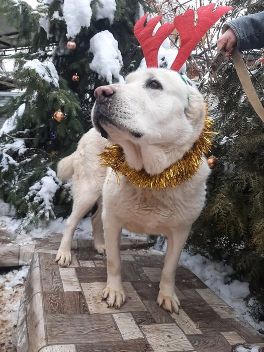 ПорОдиСтыЕ соБаЧки