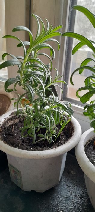 Розмарин пищевой .