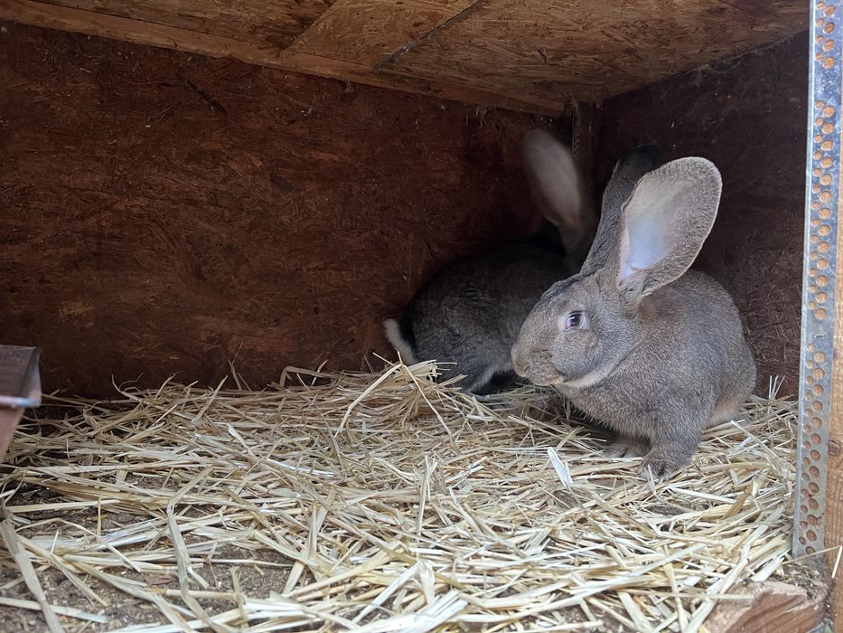 Femela de urias german gri