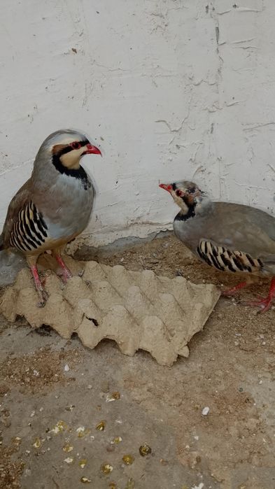 Kakliklar kulangi qora tovuqlar