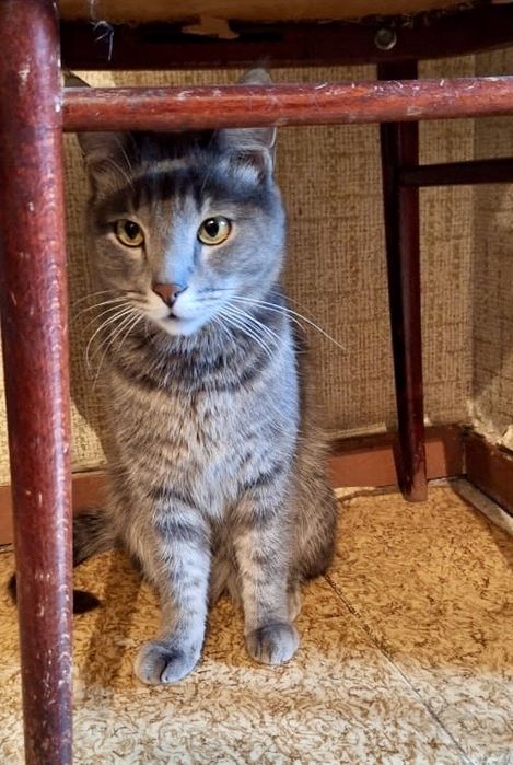 2 кошки и 1 кот ищут дом