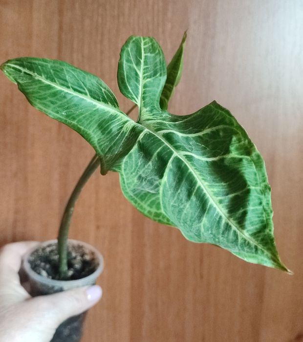 Сингониумы- растения комнатные