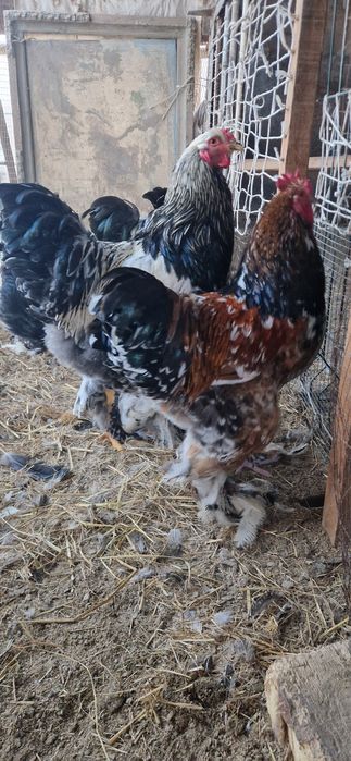 Брама хурозлари сотилади