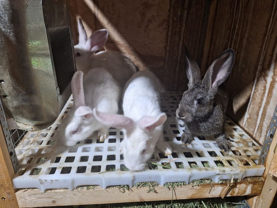 Quyonlar sotiladi Zoti toza Xikol jinsi aralash