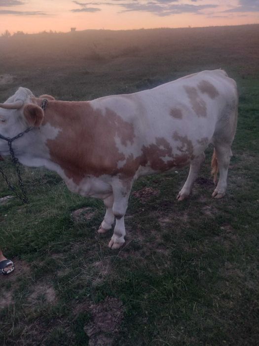 Două juninci de vânzare !!!