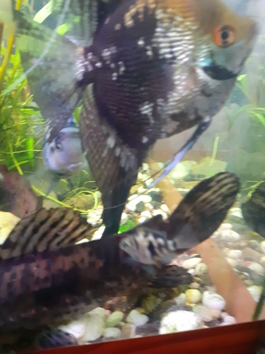 Попугайчики сапфировые малек