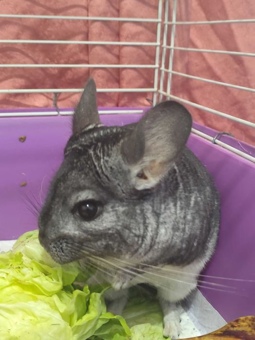 Veverițe chinchila pereche fată și băiat caută altă casă