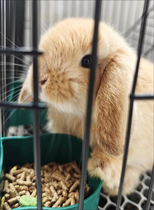 Bola ichidagi gaplarni aytadigan joy