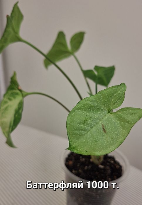 Комнатные цветы: сингониумы