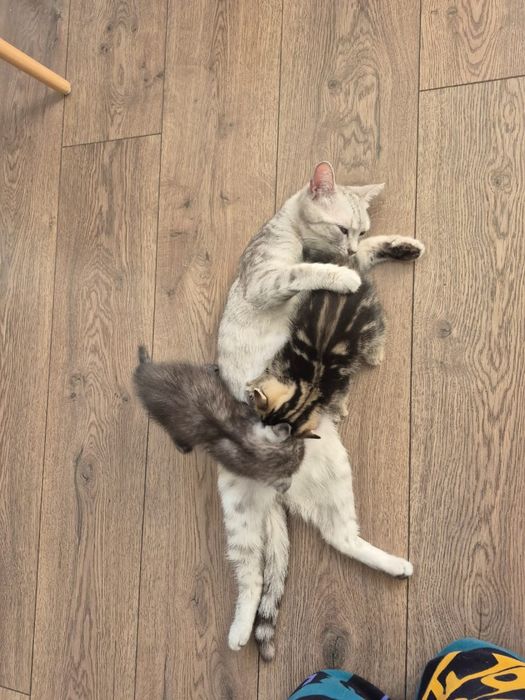 Продам пародистых котят