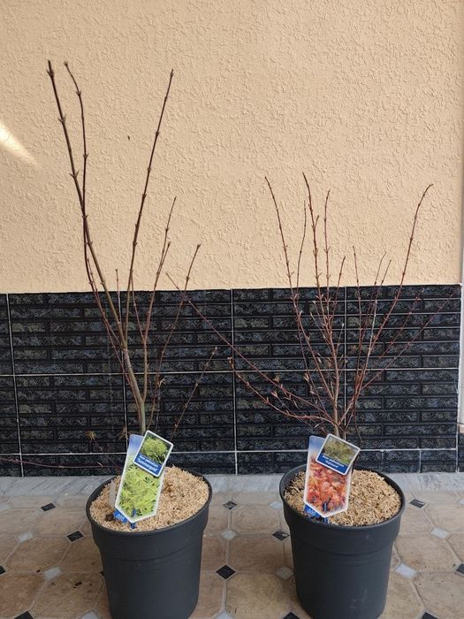 Клён -декоративно лиственный