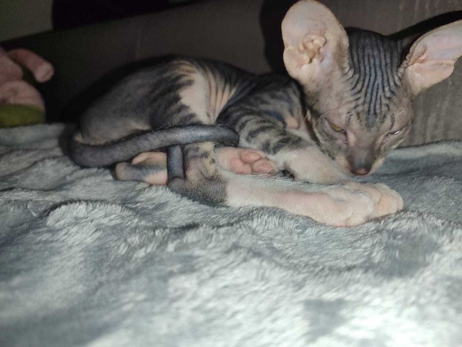 Продаются Сфинксы резинки