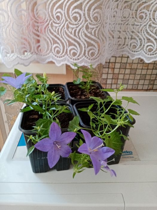 Продам саженцы васильков