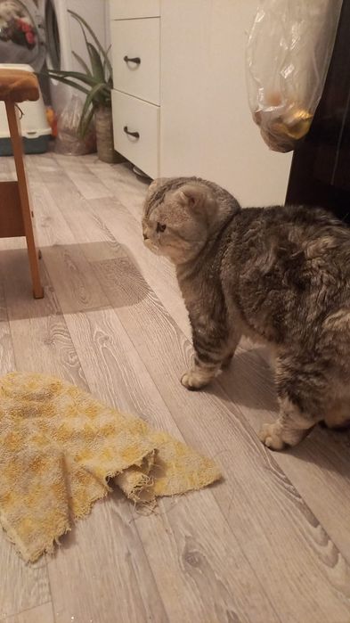 Шатландская кошка