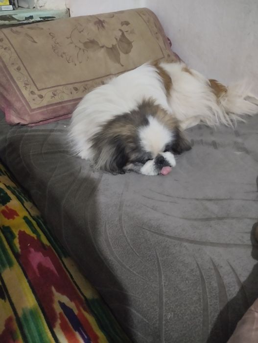 Продам собаку мальчика порода пекинес