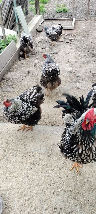 Pui Wyandotte argintiu