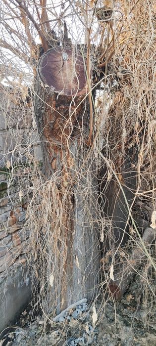 Тутовник две штуки