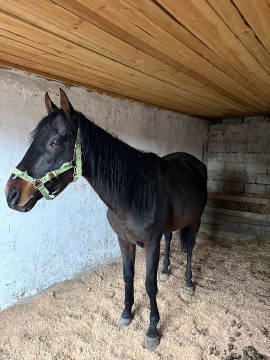 Жеребец чистокровка