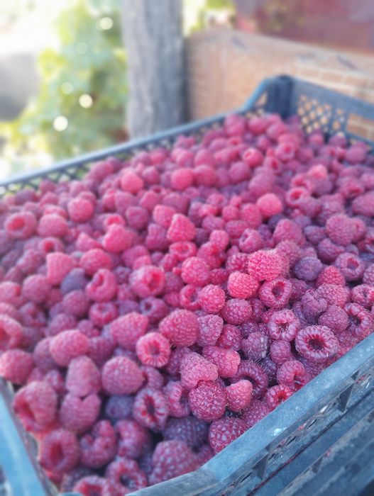 Саженцы малины 2х сортов