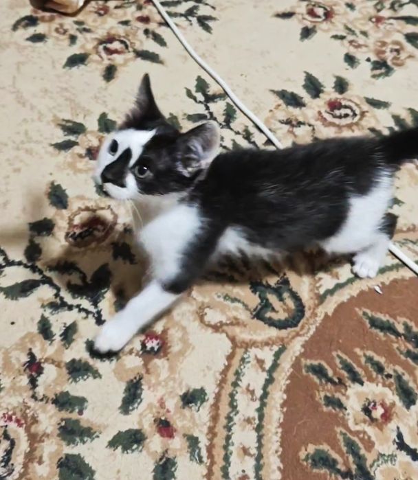 Отдам котёнка в добрые руки.