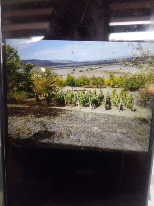 Лозе местност Драката