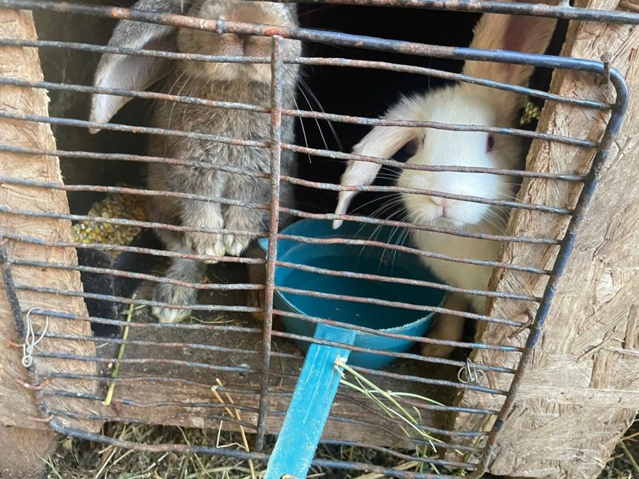 Продаются КРОЛИКИ