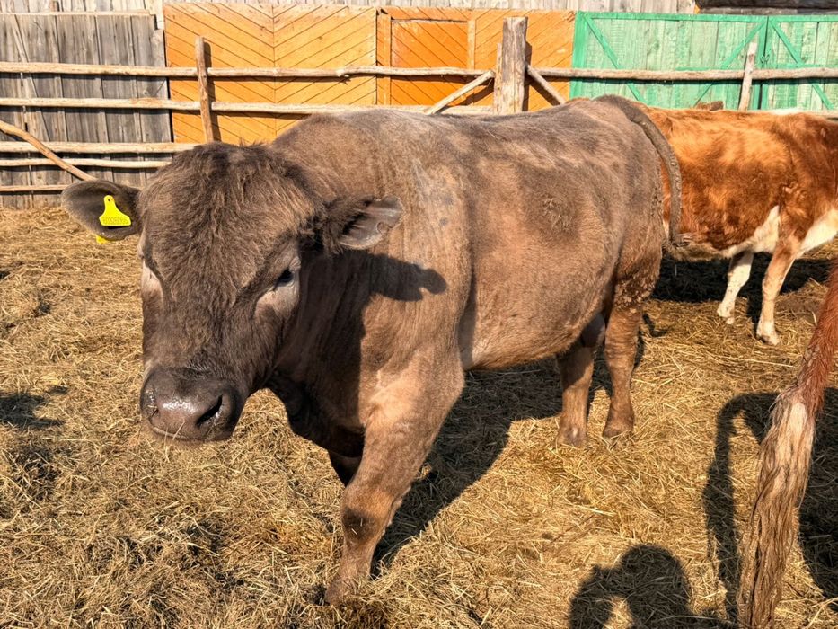 Продам быка ангус с аулеколь