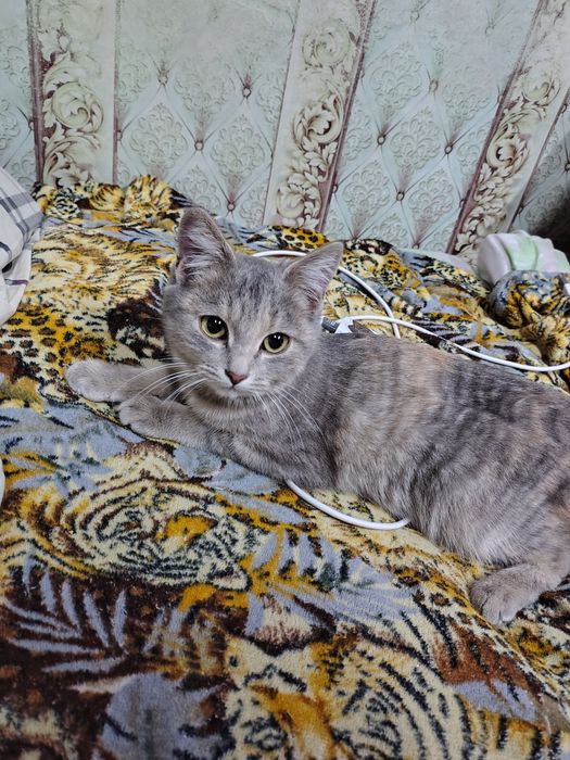 Отдам котенка девочку