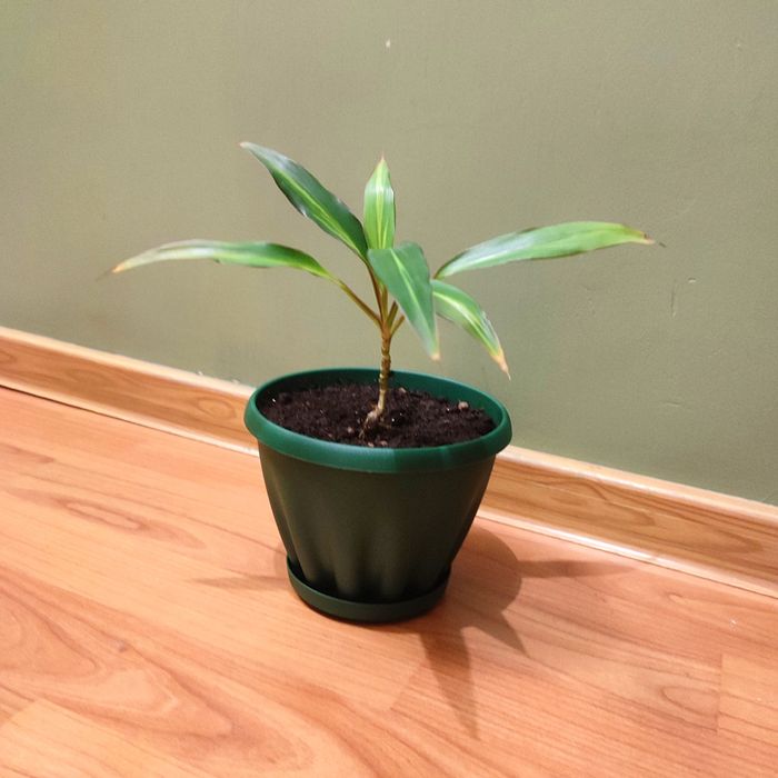 Драцена пальма. Комнатный цветок.