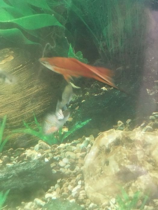 Самец меченосец флаговый