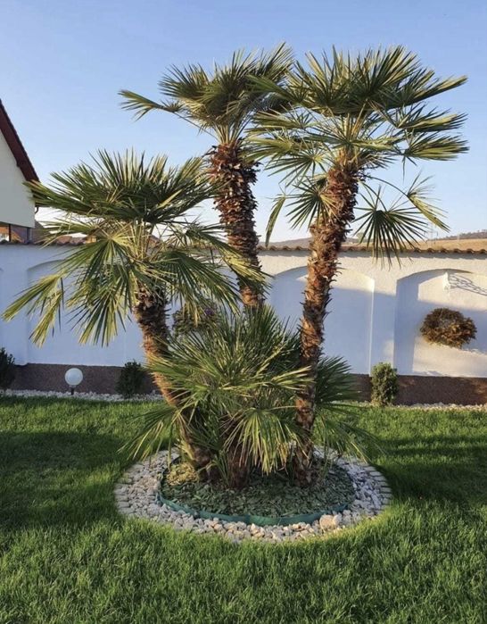 Plante ornamentale